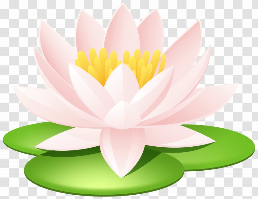 Nelumbo Nucifera Egyptian Lotus Nymphaea Seed Sacred Tattoo - Water Lily Transparent Image Transparent PNG