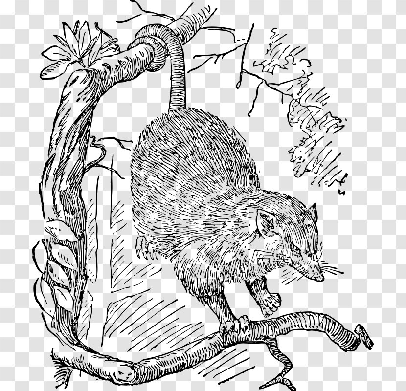 Opossum Drawing Phalangeriformes Clip Art - Small To Medium Sized Cats Transparent PNG