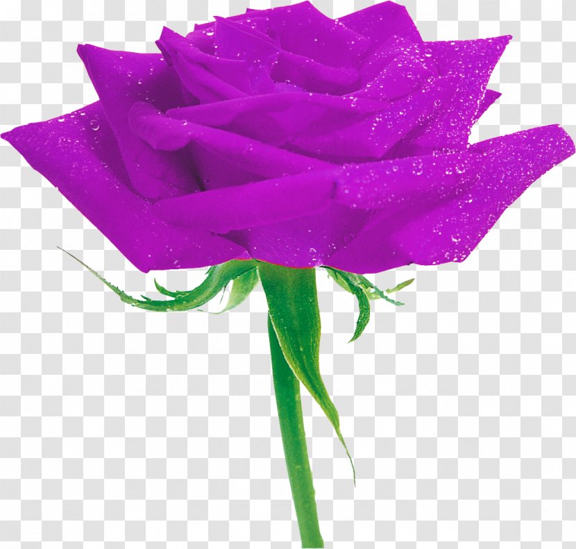 Garden Roses Purple Flower - Petal - Lilac Transparent PNG