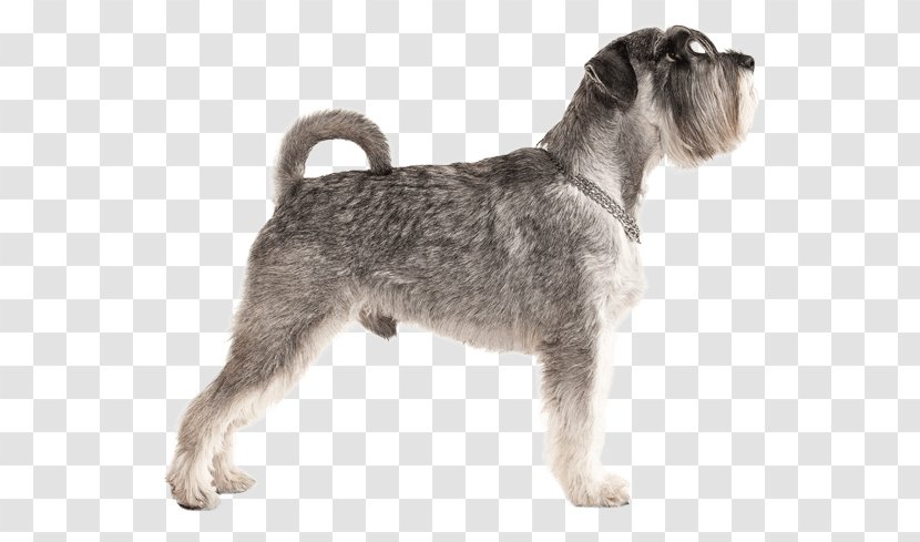 Miniature Schnauzer Standard Lakeland Terrier Wire Hair Fox Schnoodle - Dog Breed - Puppy Transparent PNG