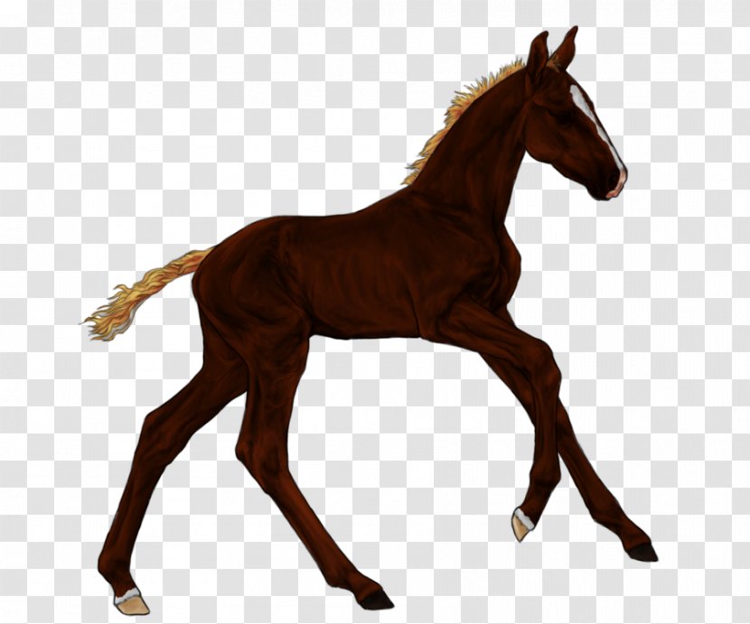 Mustang Foal Colt Stallion Mare - Mane - Chestnut Foals Transparent PNG
