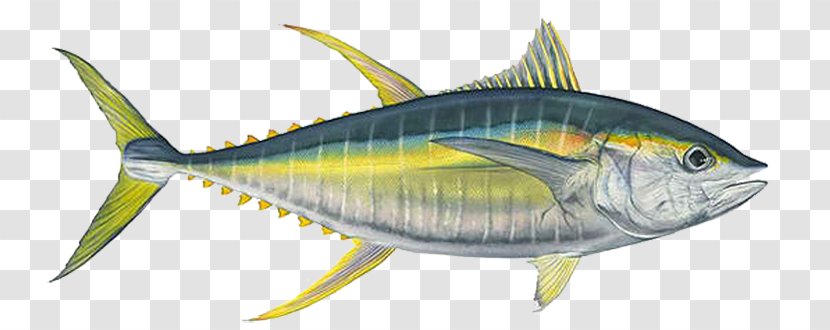 Albacore Bigeye Tuna Yellowfin Fishing - Mackerel Transparent PNG