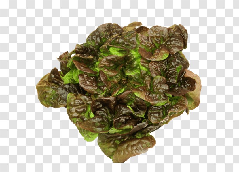 Boer & Den Hoedt Leaf Lettuce Eikenbladsla Oak Kluitsla - Variety Transparent PNG