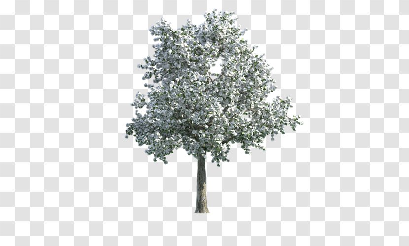 Tree Texture Mapping English Oak 3D Computer Graphics Transparent PNG