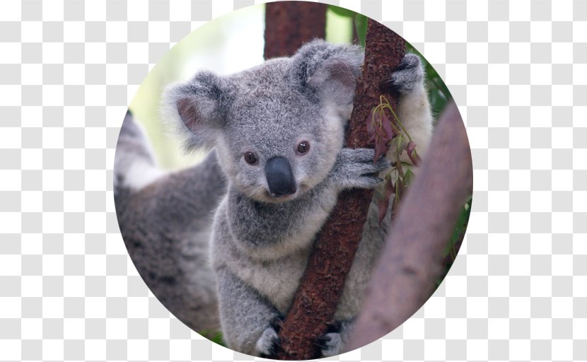 Koala Bear Marsupial Cuteness Puppy Transparent PNG