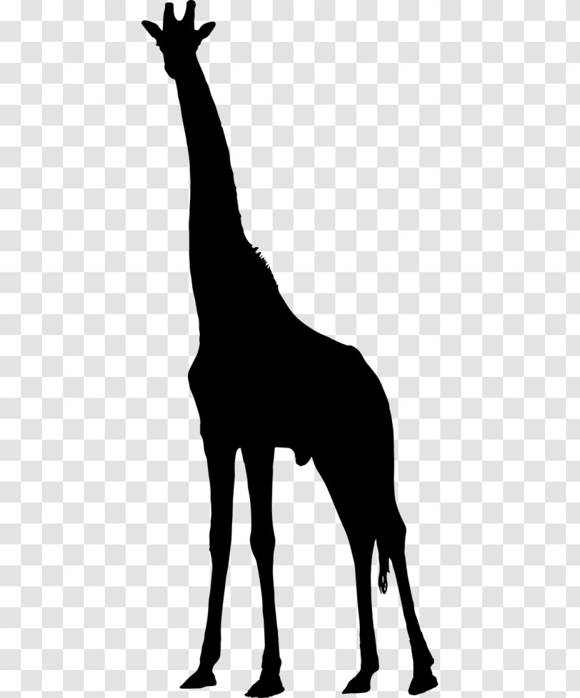 Clip Art Vector Graphics Silhouette Drawing - Giraffe - Animal Silhouettes Transparent PNG