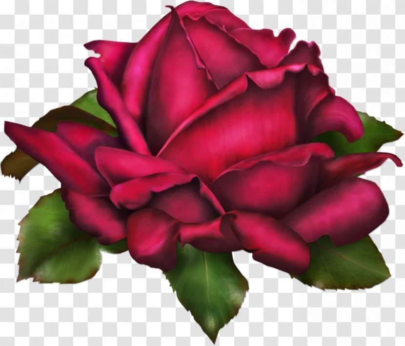 Rose Drawing Flower Clip Art - Pink - Rosa Transparent PNG
