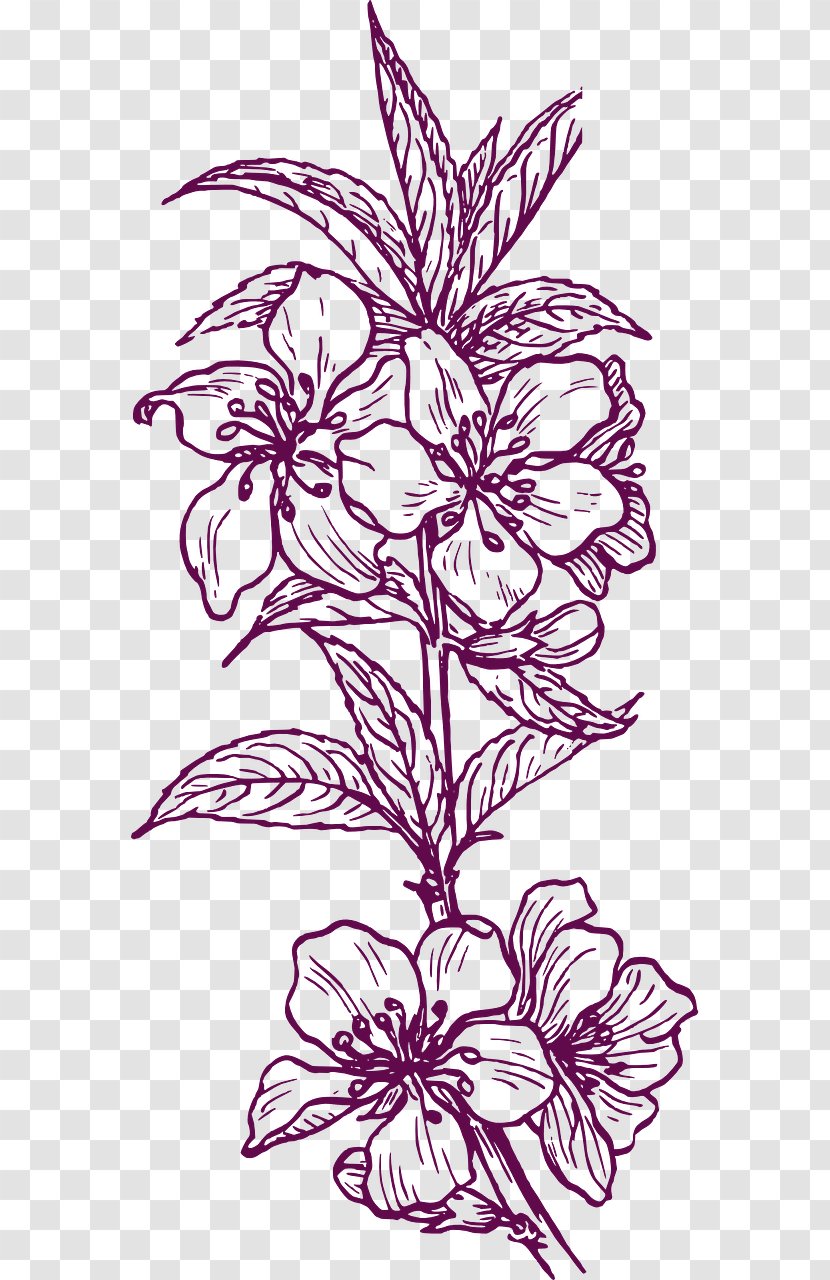 Floral Design Plant Drawing Clip Art - Line Transparent PNG