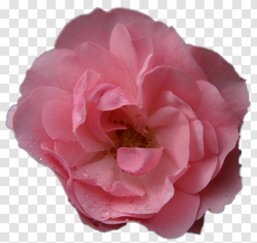 Garden Roses Cabbage Rose Floribunda Pink - Poster - Flower Transparent PNG