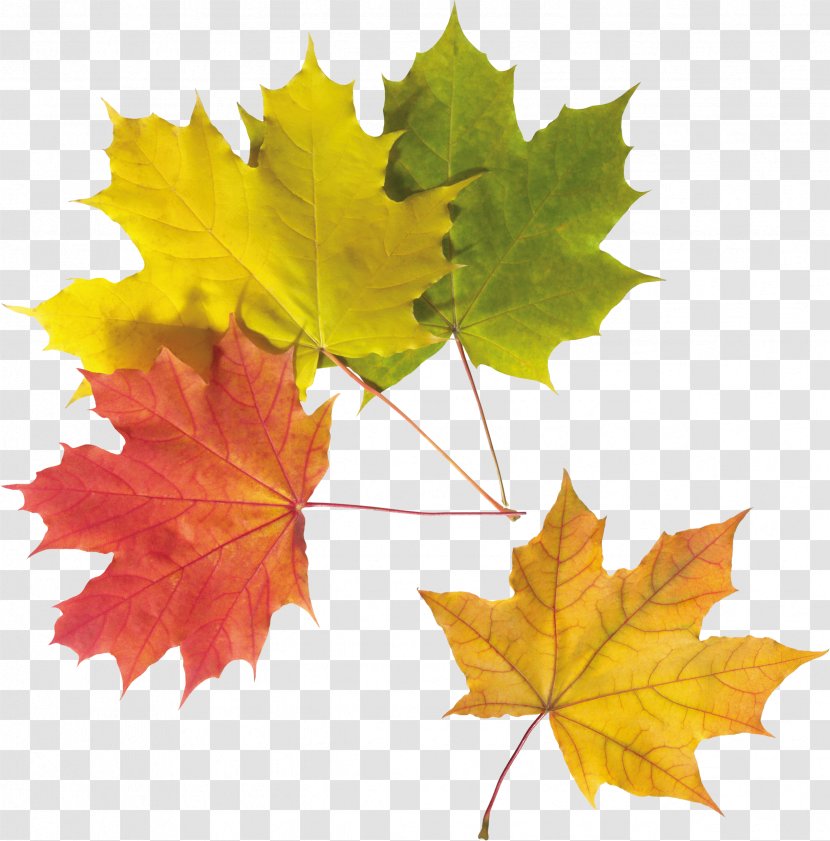 Autumn Leaf Color Transparent PNG