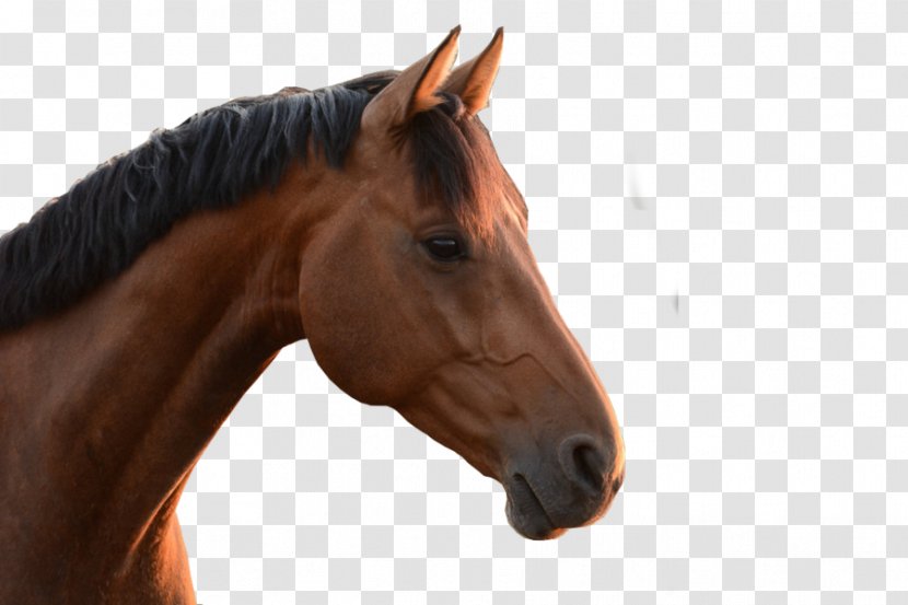 Mane Thoroughbred Mustang Stallion Arabian Horse - Neck Transparent PNG