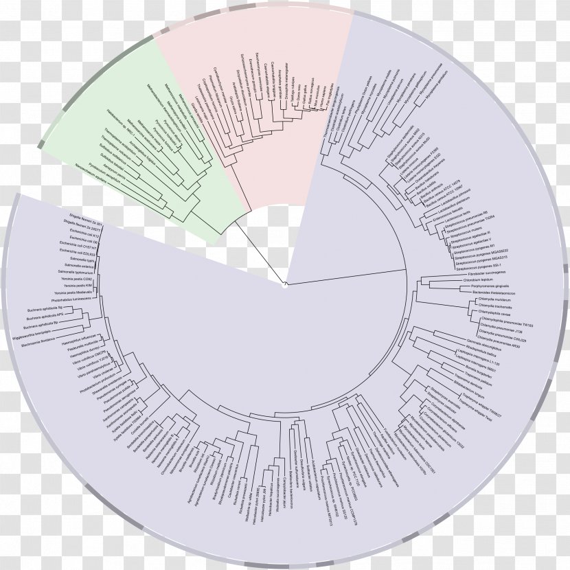 Circle Angle Pattern - Genome Transparent PNG