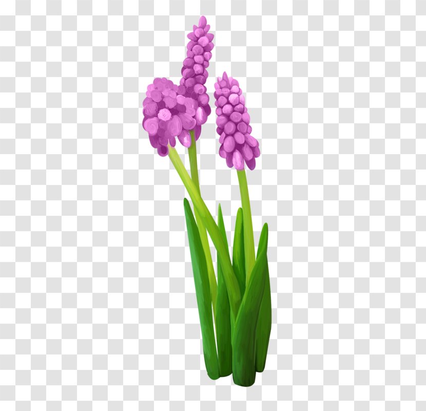 Hyacinth Flower Image Clip Art Drawing - Plant Stem Transparent PNG
