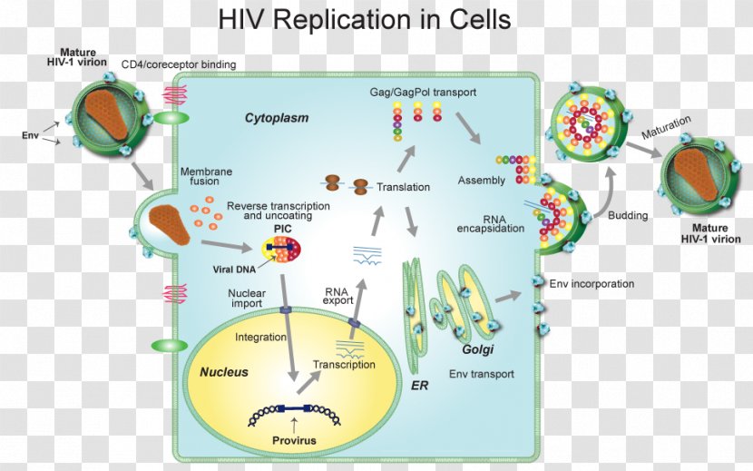 Virus HIV/AIDS Clip Art Infection Host - Diagram - Hiv Virion Transparent PNG