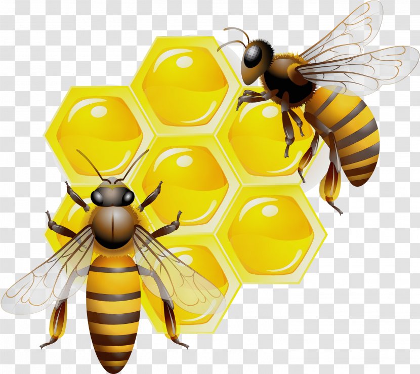 Honey Background - Wasp - Blowflies Transparent PNG