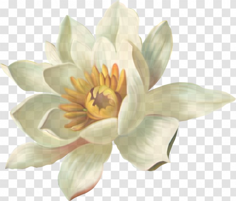White Petal Flower Plant Aquatic - Sacred Lotus - Water Lily Transparent PNG