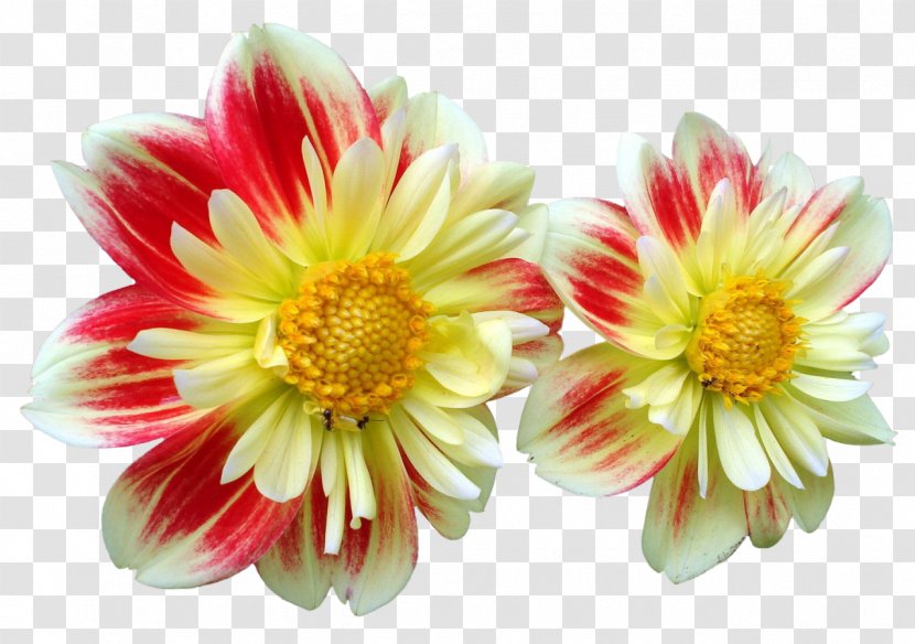 Dahlia Flower Daisy Family Clip Art Transparent PNG