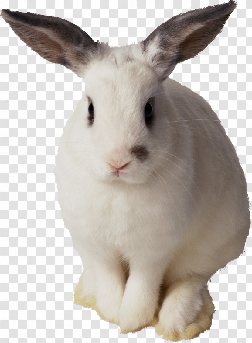 Easter Bunny Rabbit Clip Art - Animal - White Image Transparent PNG