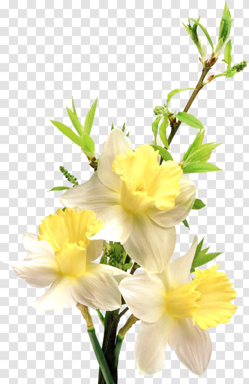 Flower Clip Art - Flowering Plant - Gladiolus Transparent PNG