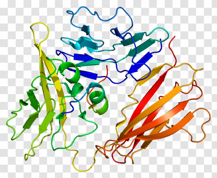 Interleukin-1 Family Interleukin 1 Receptor, Type I Receptor Antagonist IL1A - Protein - Biological Transparent PNG