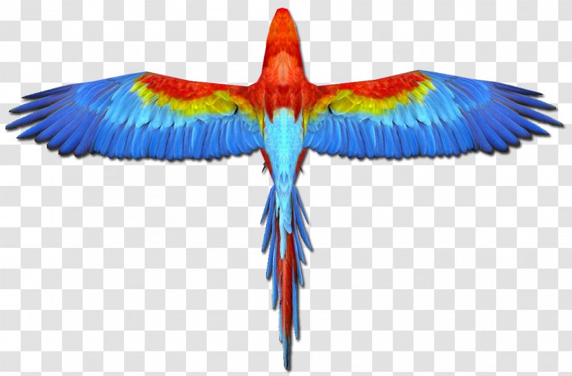 Scarlet Macaw Parrot Blue-and-yellow Bird - Wing Transparent PNG