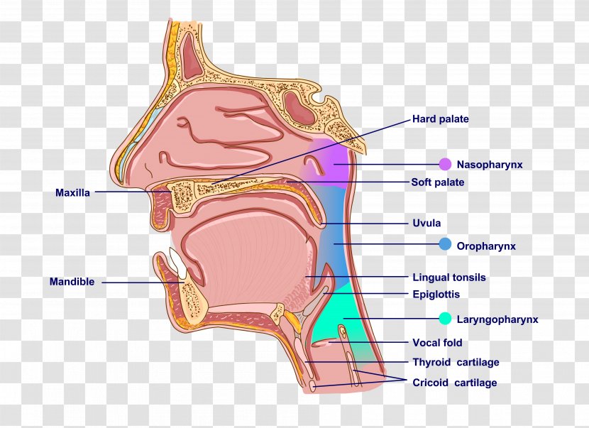 Pharynx Mouth Ear Anatomy Neck - Flower Transparent PNG