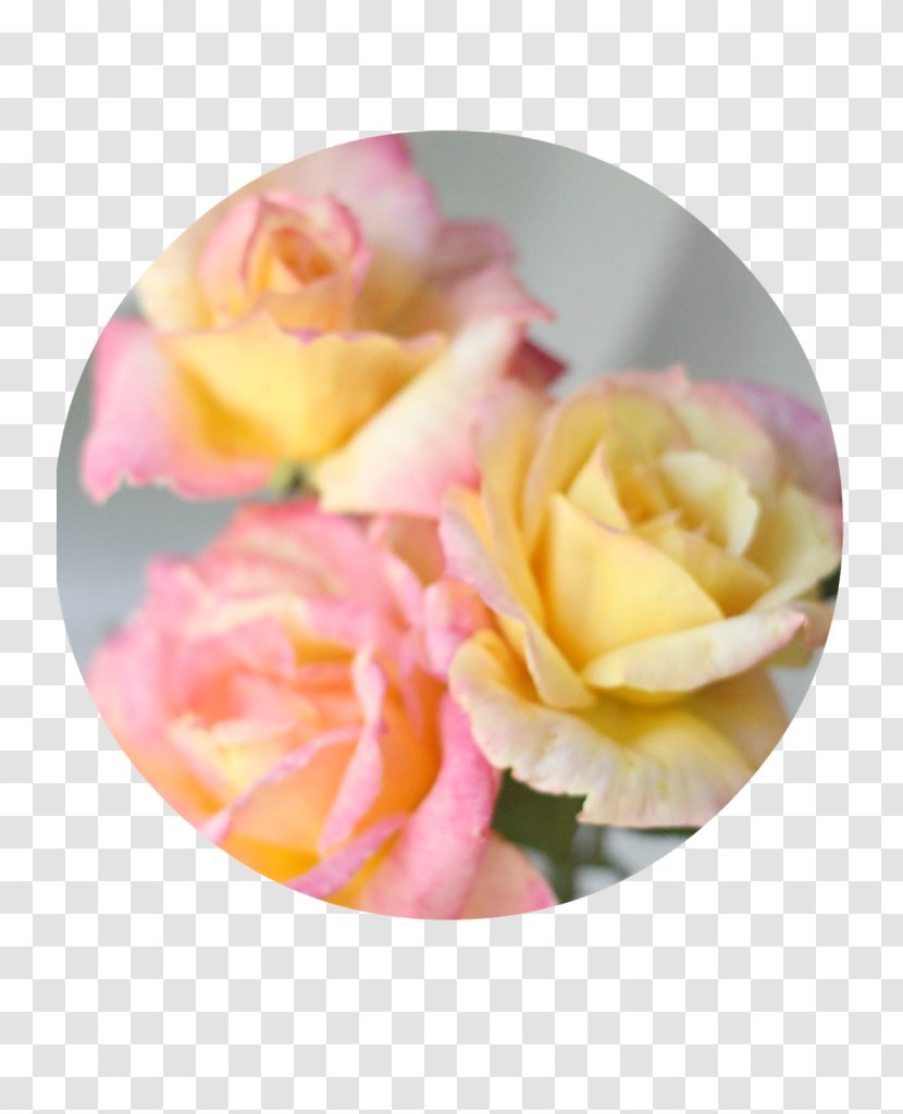 Garden Roses Centifolia Hybrid Tea Rose Cut Flowers Petal - Rosa - Order Transparent PNG