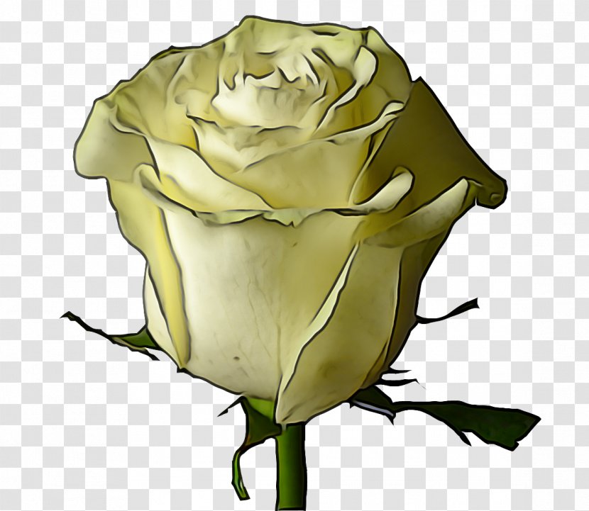 Garden Roses - Petal - Floribunda Transparent PNG