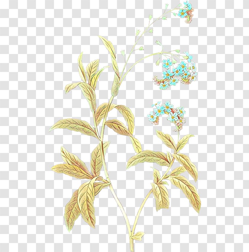 Watercolor Flower Background - Plant Stem - Pedicel Transparent PNG