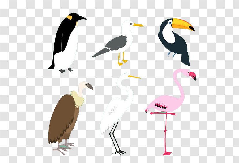 Bird Penguin Little Egret - Birds Design Transparent PNG