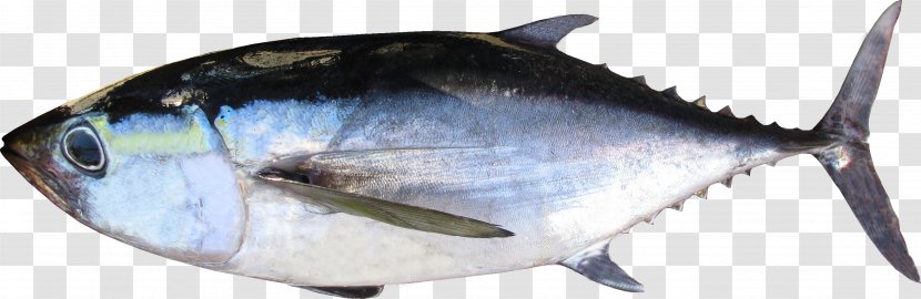 Thunnus Fish Products Oily Milkfish - Tuna - Perch Like Transparent PNG