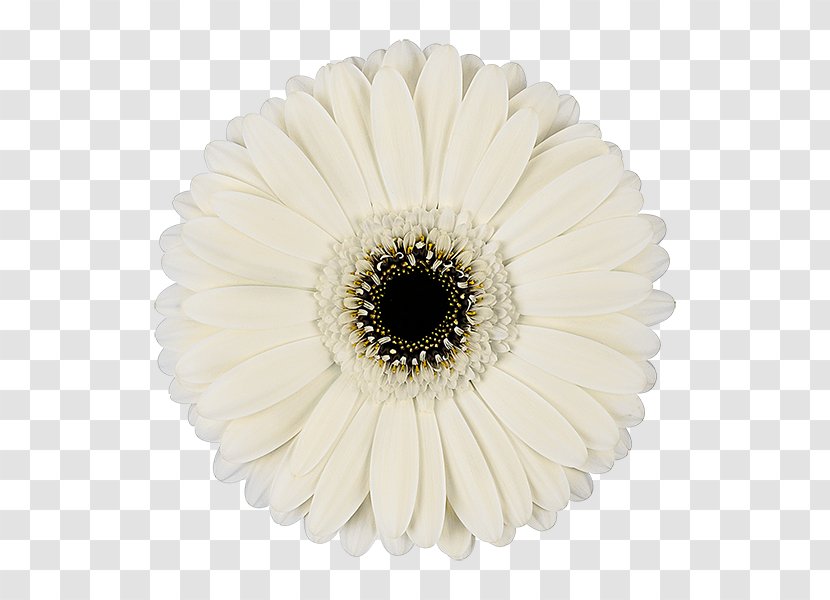 Transvaal Daisy Cut Flowers White Floristry - Lilium - Iceberg Logo Transparent PNG