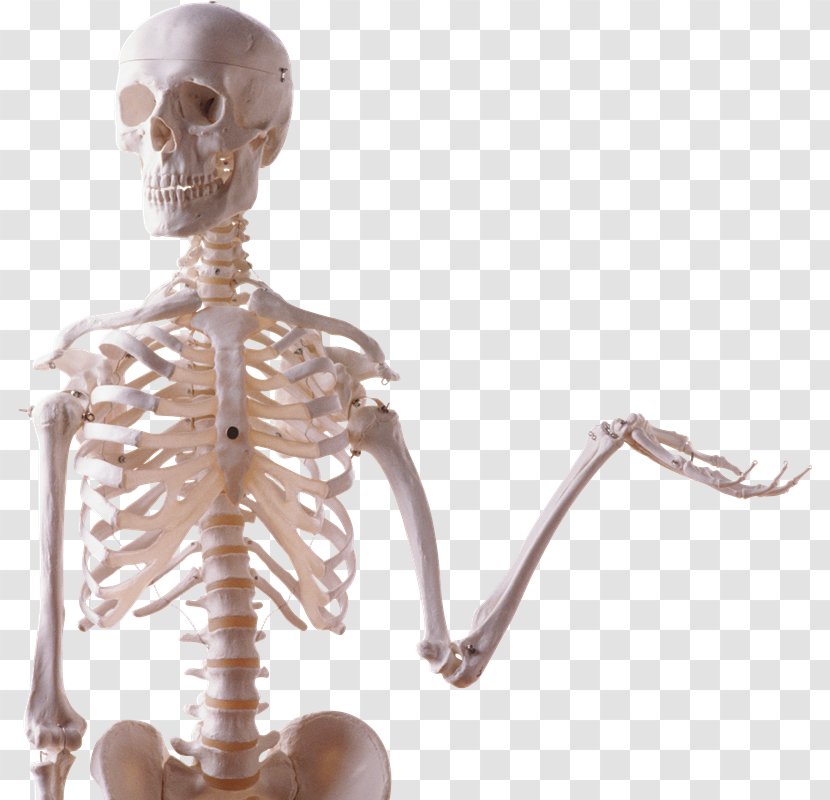 Human Skeleton Body Bone Skull - Skeletal Muscle Transparent PNG