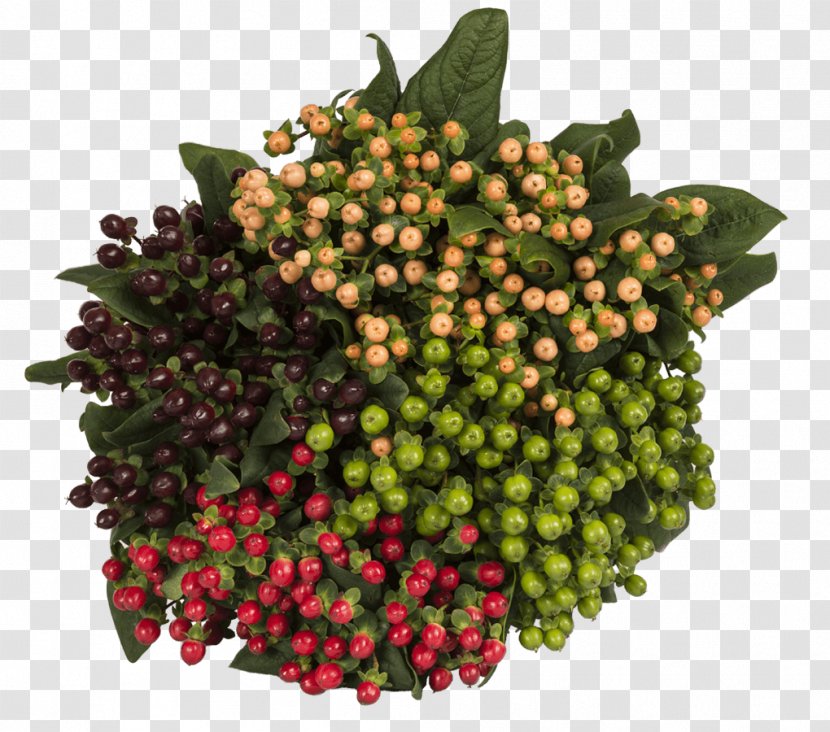 Flower Food Berries Fruit Vegetable - Hypericum Transparent PNG
