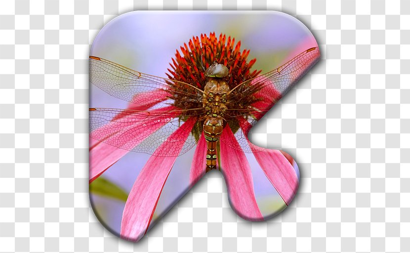 Insect Dragonfly Desktop Wallpaper - Flowering Plant Transparent PNG