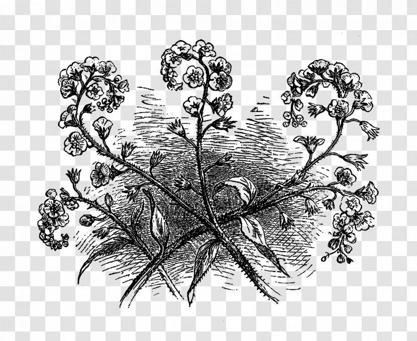 Drawing Visual Arts Monochrome /m/02csf - Flowering Plant - Forget Me Not Transparent PNG
