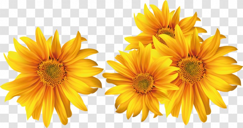 Flower DepositFiles Clip Art - Cut Flowers - Yellow Transparent PNG