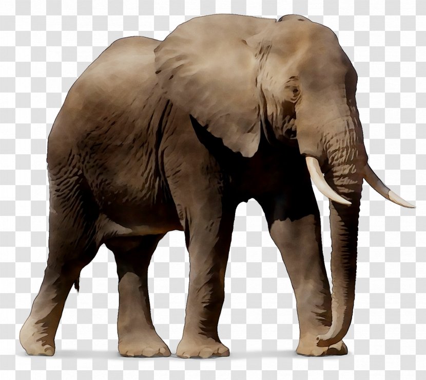 Windows SharePoint Services Indian Elephant African Android - Wisdom Transparent PNG