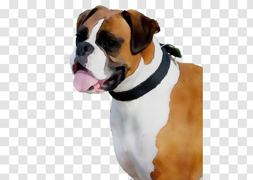 Bulldog - Olde English Bulldogge Transparent PNG