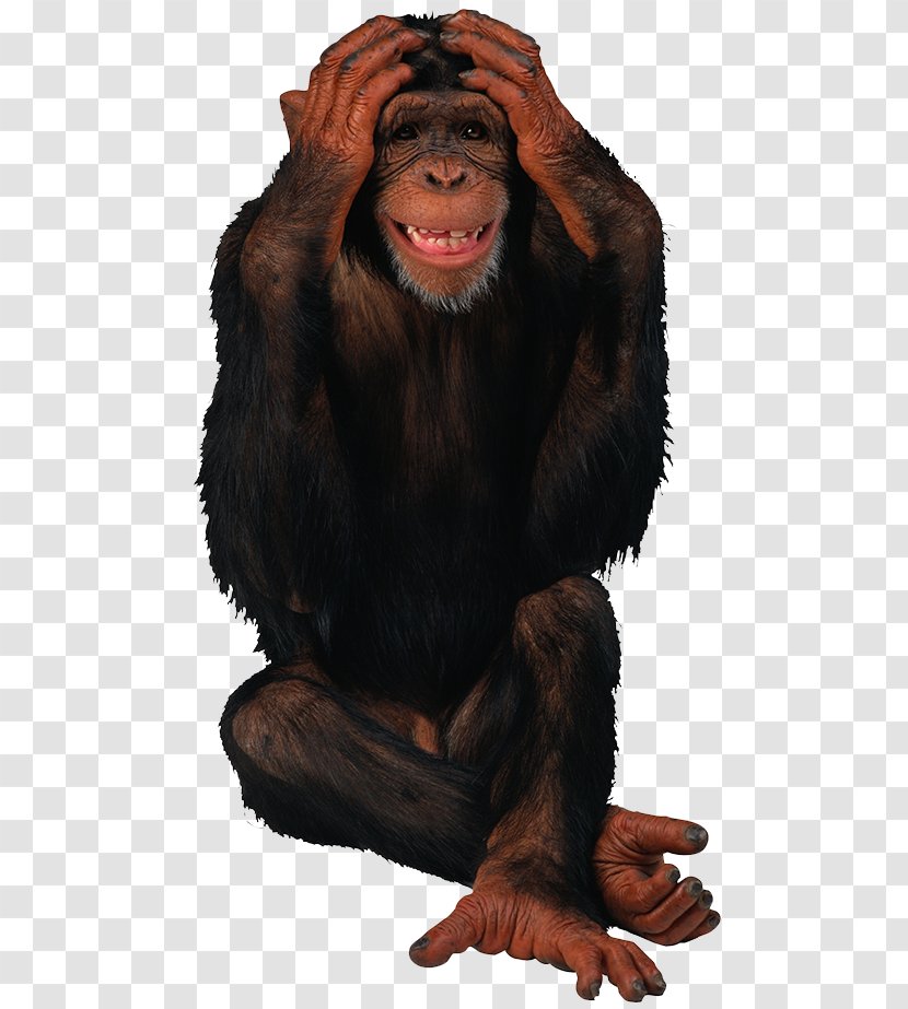 Happy Birthday Giphy Monkey - Chimpanzee - Orangutan Transparent PNG