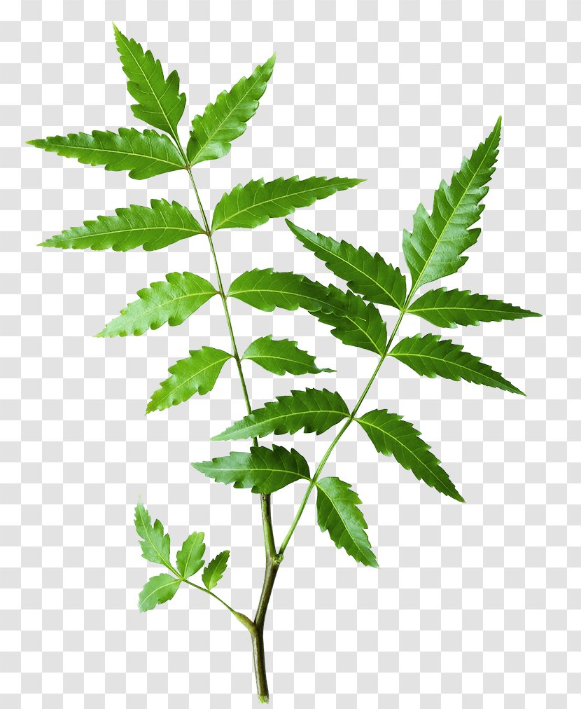 Neem Tree The Himalaya Drug Company Oil Ayurveda Herb - Botanique Toothpaste Transparent PNG