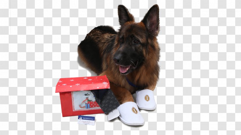 Old German Shepherd Dog King Tervuren Puppy - Festa Del Papa Transparent PNG