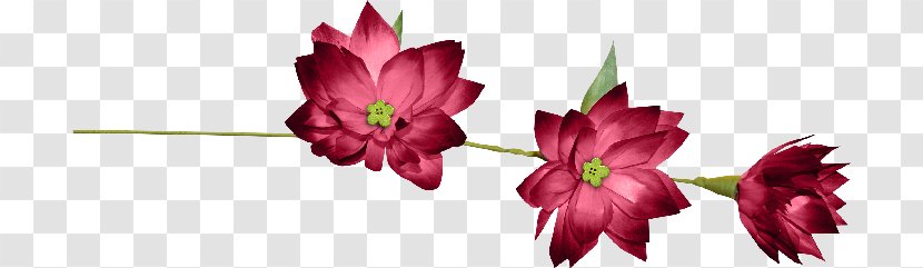 Ribbon Lazo Flower - Amaryllis Family Transparent PNG