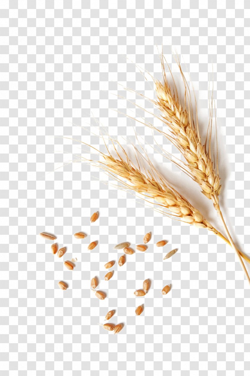 Stock Photography Stock.xchng Royalty-free Image IStock - Commodity - Wheat Transparent PNG