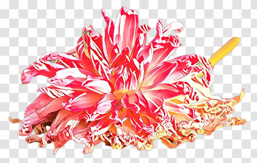 Pink Plant Flower Protea Family Transparent PNG