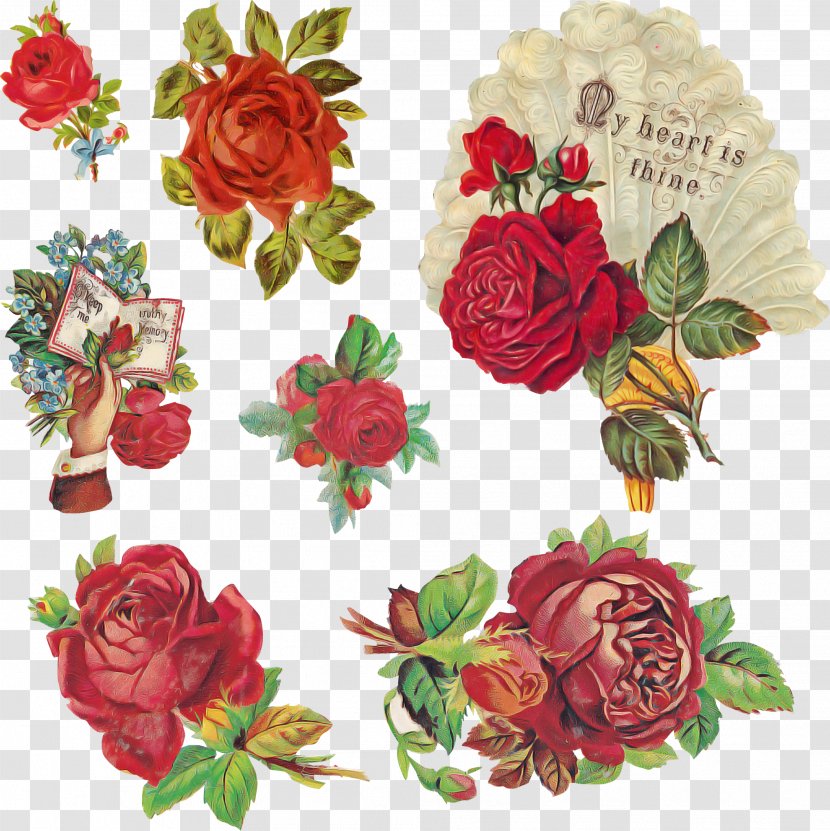 Garden Roses - Rose Order - Family Transparent PNG