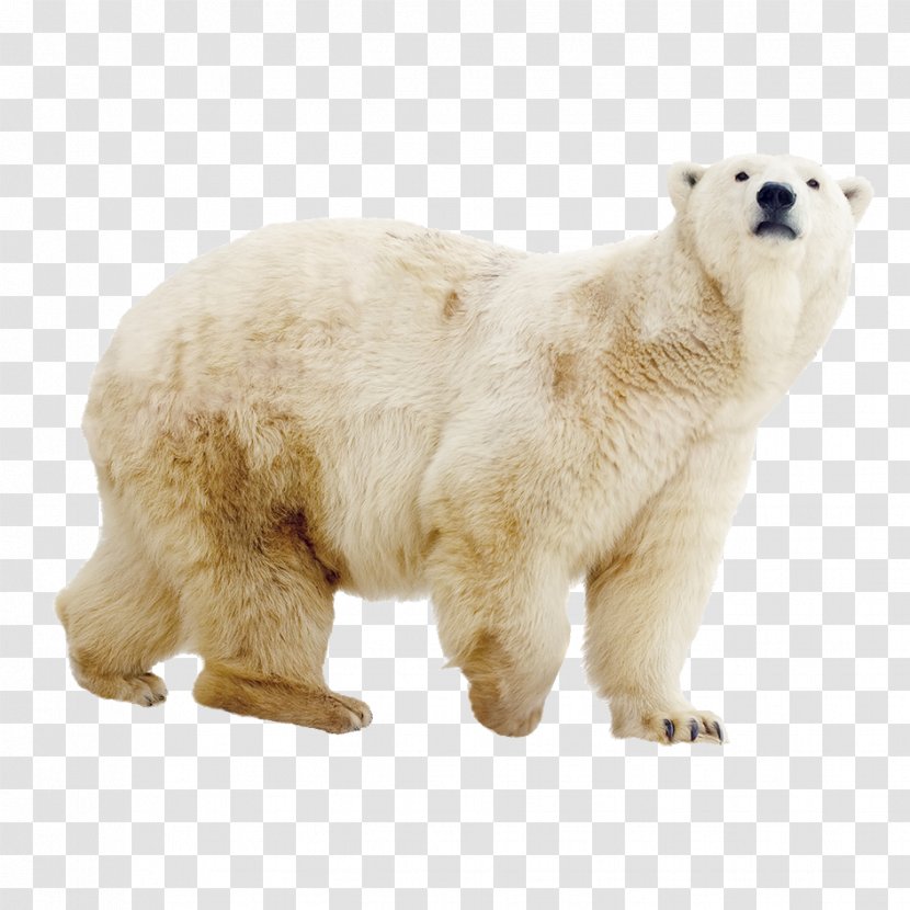 Polar Bear ZOOM Erlebniswelt Gelsenkirchen - Flower Transparent PNG