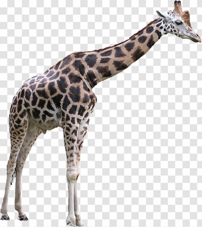 Giraffe Clip Art - Ossicone Transparent PNG