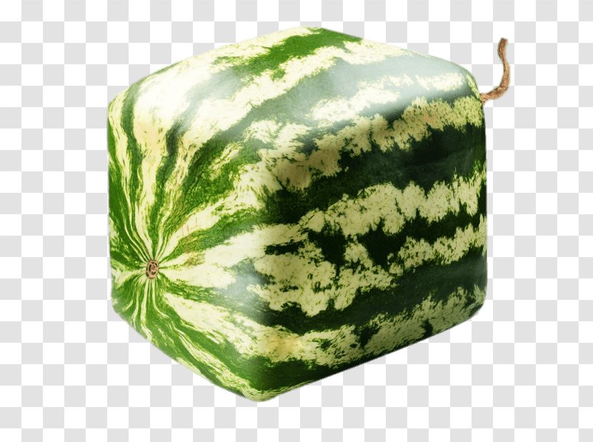 Square Watermelon Seed Geometry - Cucumber Gourd And Melon Family Transparent PNG