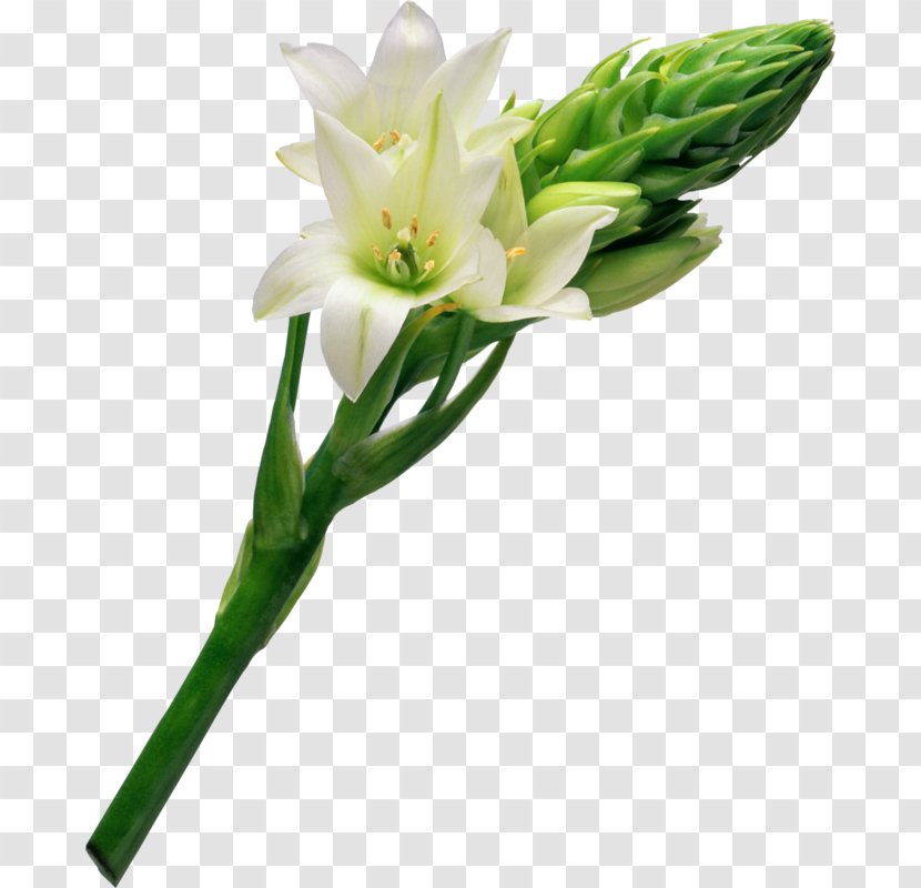 Chapters And Verses Of The Bible Gods Word Translation John 11 Prayer - Flowerpot - White Lily Transparent PNG